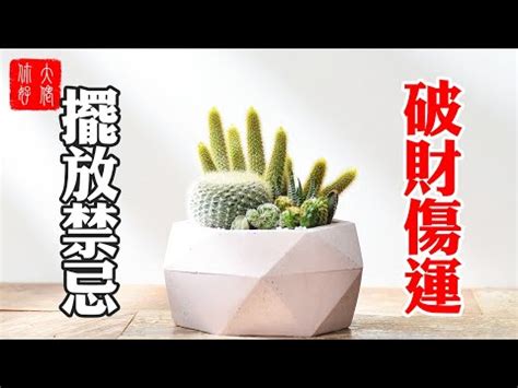 客廳可以放仙人掌嗎